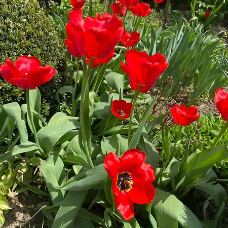 Gasthof Karpats'kyi Kalejdoskop